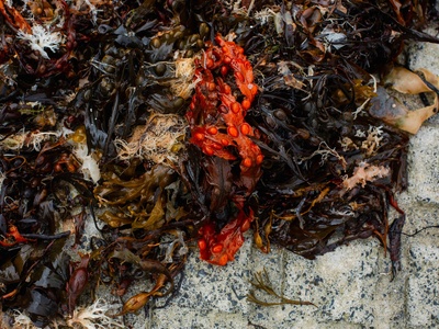 Kelp/Seaweed