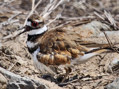 Killdeer