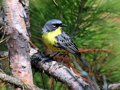 Kirtland's warbler
