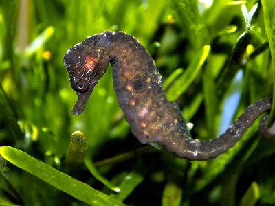 Knysna seahorse