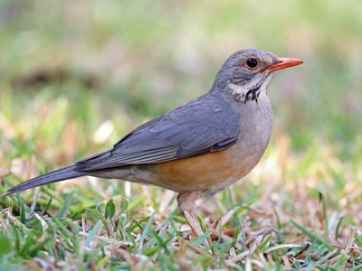 Kurrichane Thrush
