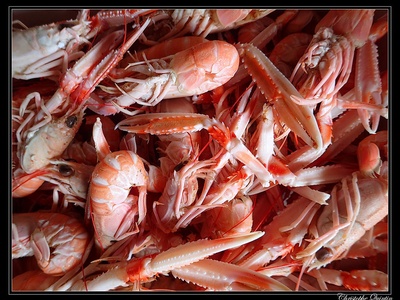 Langoustine (Nephrops)