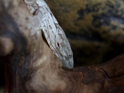 Leach's giant gecko