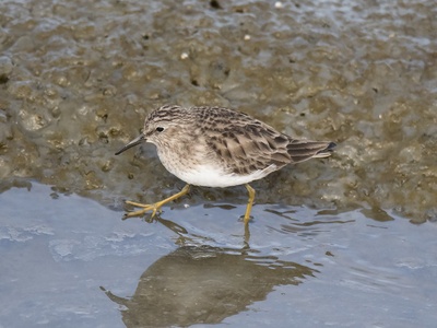 Least Sandpiper