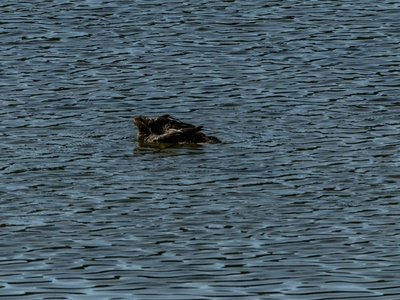 Lesser Scaup
