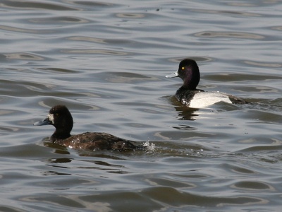 Lesser Scaup