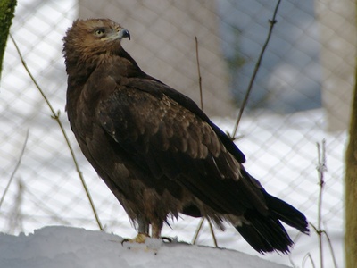 Lesser Spotted Eagle