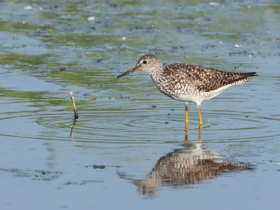 Lesser Yellowlegs