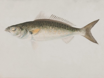 Limnology (Freshwater Biology)