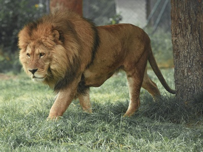 Lion