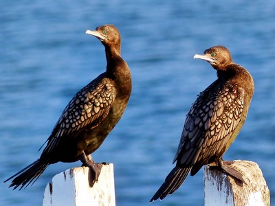 Little Black Cormorant