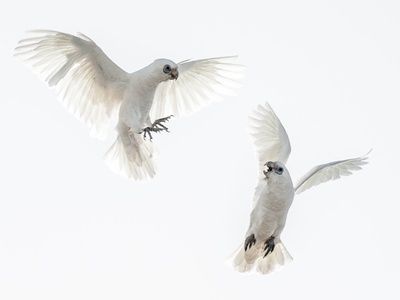 Little Corella