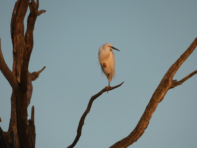 Little Egret