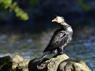 Little Pied Cormorant