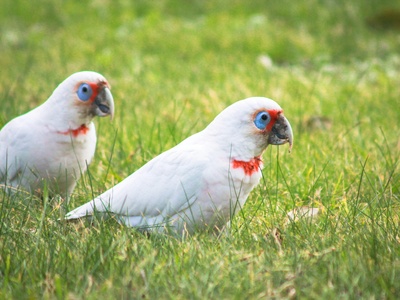 Long-billed Corella