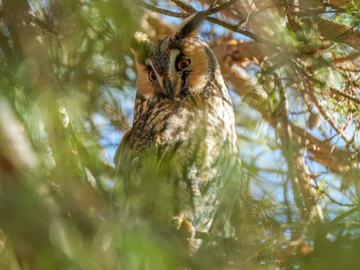 Long-eared Owl