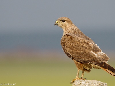 Long-legged Buzzard