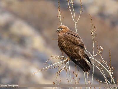 Long-legged Buzzard