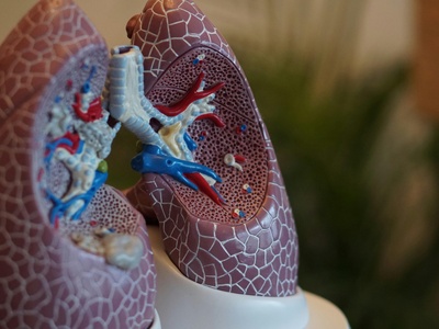 Lungs