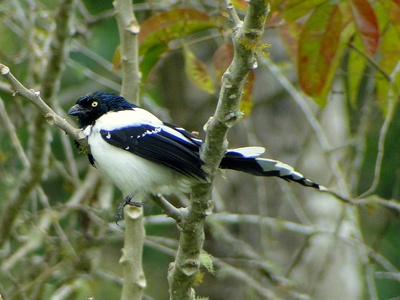 Magpie Tanager