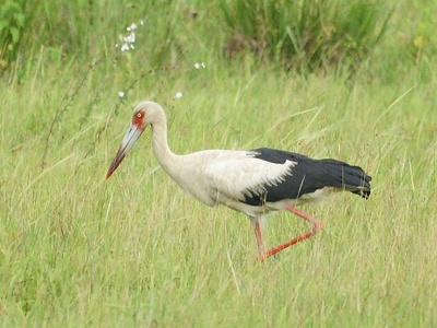 Maguari Stork
