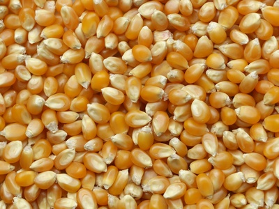 Maize