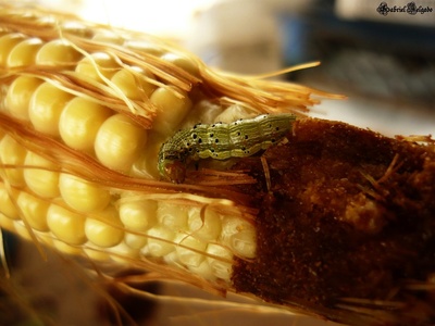 Maize (corn)