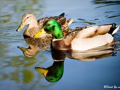 Mallard