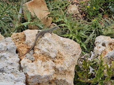 Maltese wall lizard