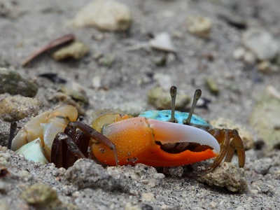 Mangrove crabs & mud crabs