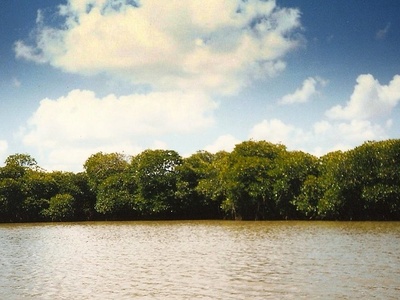 Mangrove forests