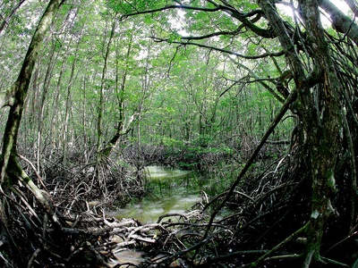 Mangroves (ecosystem resource)