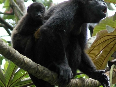 Mantled howler monkey