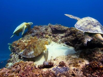 Marine biodiversity (coral, turtles)