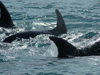 Marine mammals (dolphins & whales)