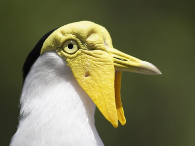Masked Lapwing