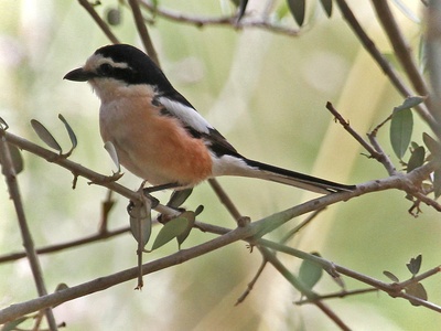 Masked Shrike