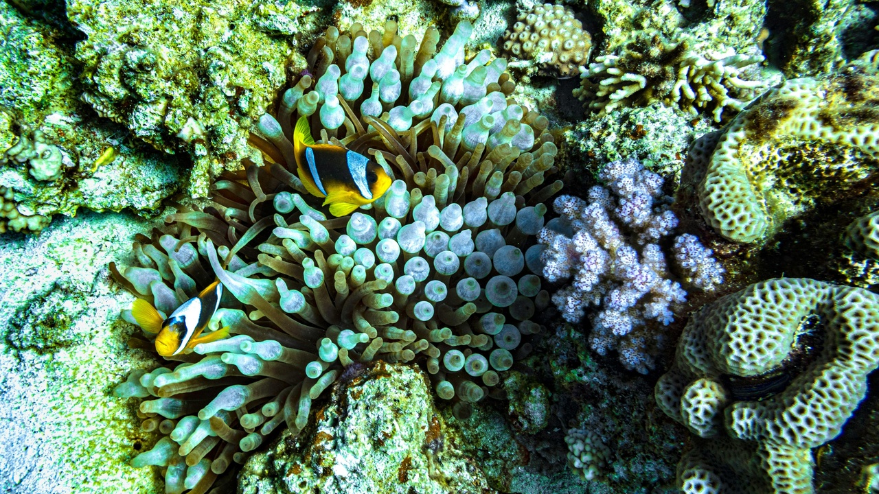 Scientist examining marine samples for biotechnology research
