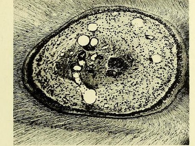 Microtomy (sectioning)