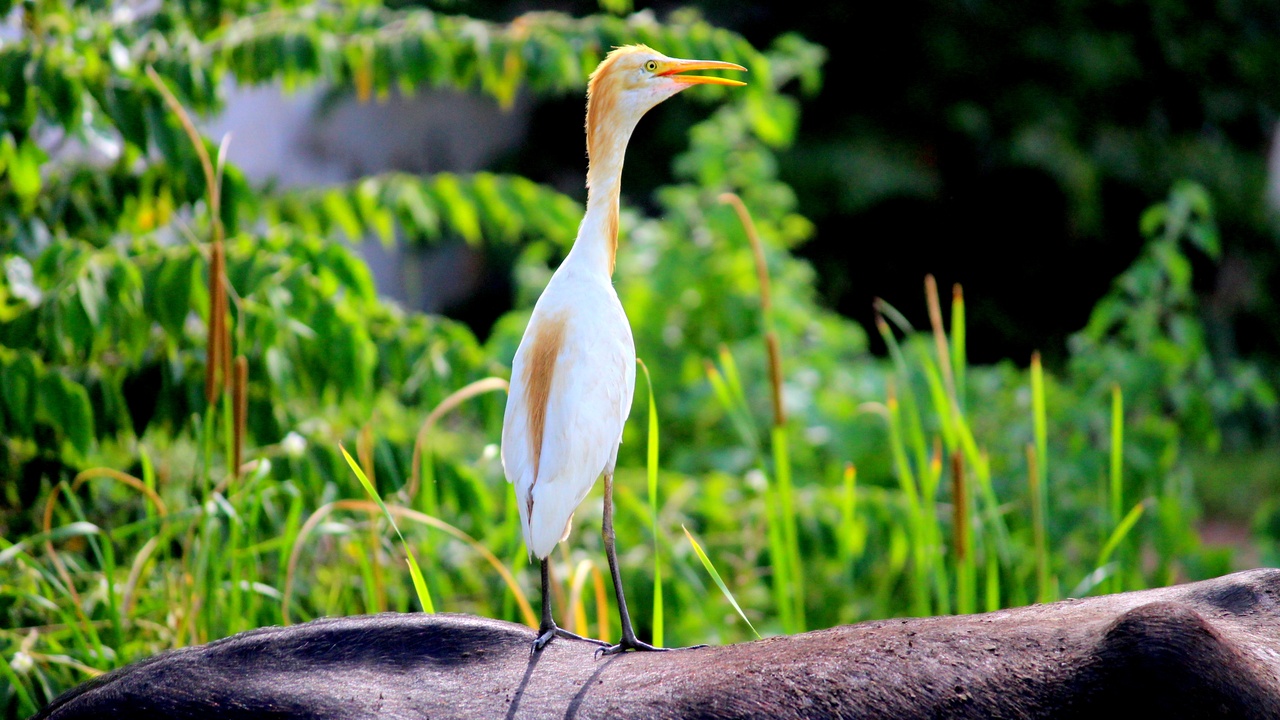 Common animal behavior myths such as dogs, ostriches, and birds