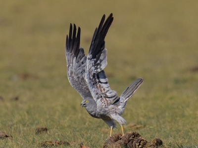 Montagu's Harrier