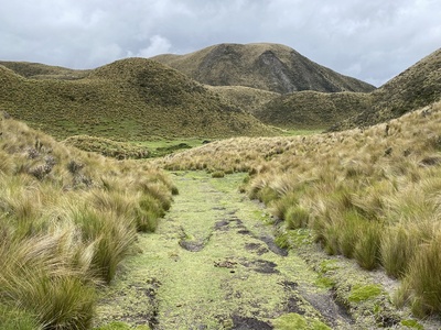 Montane grassland (alpine meadow)