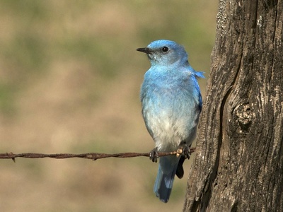 Mountain Bluebird