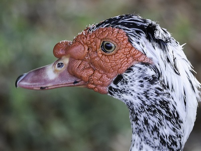 Muscovy Duck