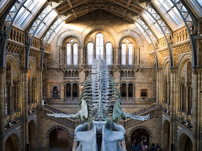 Museum of Natural and Cultural History