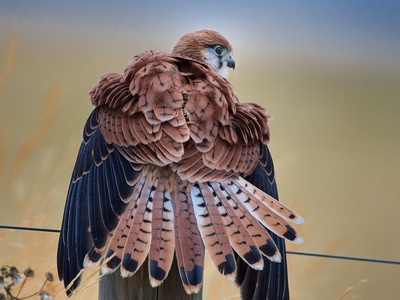 Nankeen Kestrel