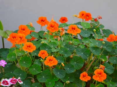 Nasturtium
