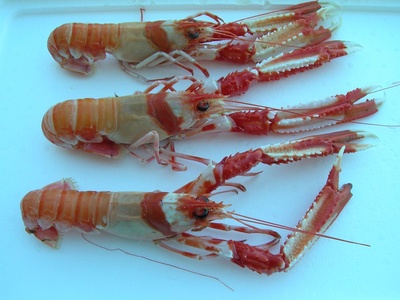 Nephrops (Norway lobster)