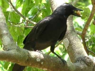 New Caledonian crow