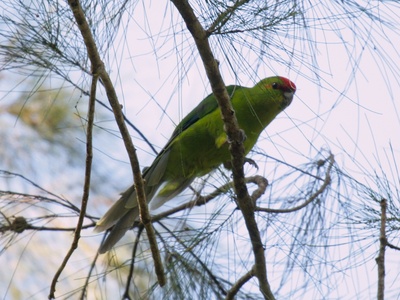 New Caledonian parakeet